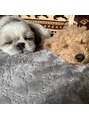 ディオ アンド ルーチェ(Dio&Luce) 青森の実家の愛犬たち…癒しです…