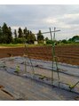 ノアボラーン(Noad Boran)&nbsp;家庭菜園もしています