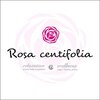 ロサ ケンティフォリア(Rosa centifolia)のお店ロゴ