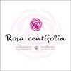 ロサ ケンティフォリア(Rosa centifolia)ロゴ