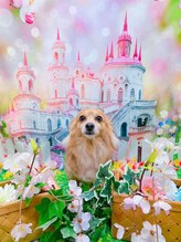 パラディッソ(paradiso) Ayami