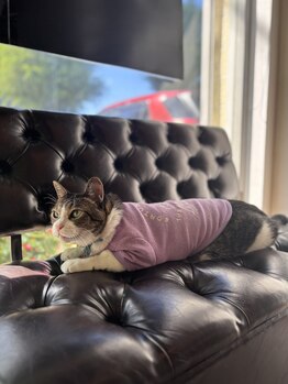 リラクゼーションスポットハンズ(Relaxation spot HanD's)/看板猫