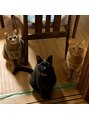 癒し処倉田屋 岡谷フォレストモール店&nbsp;実家で猫ちゃん3匹飼っています。