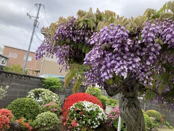 ヨサパーク カズリー(YOSA PARK kazury)/春のお庭 今年も咲いてます