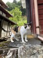 ナチュモア(natyumoi)&nbsp;実家にいるネコちゃん♪おてんばガールです(´∀｀)