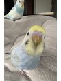 ニュイ 新潟駅前店(nuit)&nbsp;おうちにインコがいます！チッチとクーちゃんです♪［新潟/眉］