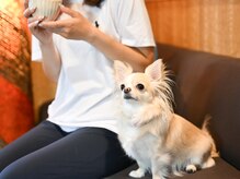 カフナのはなれ　京急蒲田店 【中国式整体/ 疲労回復/筋膜リリース/自律神経ケア】の雰囲気（【看板犬がいるサロン】チワワのコモモが元気にお出迎え）