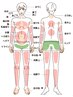 胸やお腹など見えない部分まで！全身脱毛8箇所プラン　8回コース　￥150,480