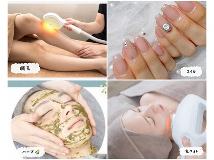 アリウム(Allium)の写真