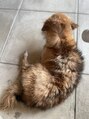 リラ鍼灸接骨院(Rela鍼灸接骨院)&nbsp;保護犬ミックス《ハナ》シャンプーは私の役目…お風呂嫌い犬