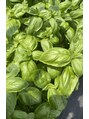 エスペランサ 長野店&nbsp;夏は家庭菜園。バジルは誰でも育ちます。