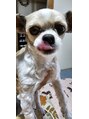 鍼灸整体院アレンジ&nbsp;実家の愛犬の「ヴィバ」です。シーズーとチワワのミックス。