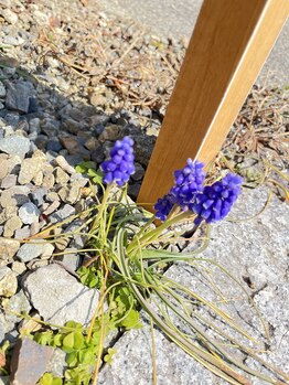 マシュマロハンド/よもぎ蒸し/冷え/むくみ改善