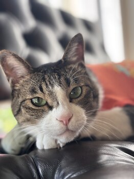 リラクゼーションスポットハンズ(Relaxation spot HanD's)/看板猫