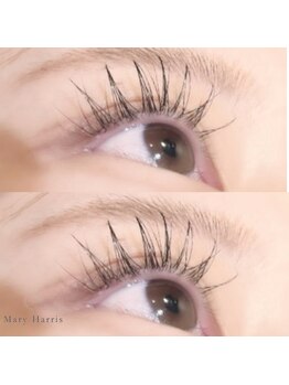 メアリーハリス 姪浜(Mary Harris)/フラットラッシュ 100本