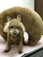 ティエドゥール エム(tiedeur × EMU)&nbsp;家のおばあちゃんワンコです。今日は狼に変身いてみました。