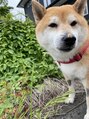 ニュイ 赤羽店(nuit)&nbsp;柴犬のきなこです！写真をとる時なかなか笑ってくれません！