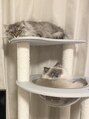 フェリモ(felimo) 長毛猫2匹と暮らしています♪ふわふわもふもふです!