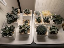 シュエット 池袋店/ちょっと変わった植物も
