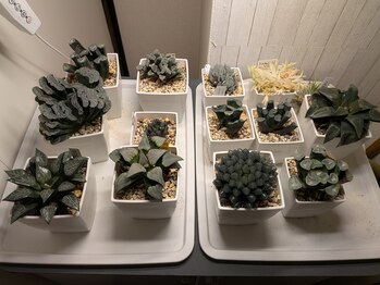 シュエット 池袋店/ちょっと変わった植物も