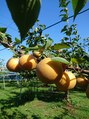 エーツー整体(AA SEITAI) 休日は、千葉県で直売野菜を買いに出掛けたりしています。