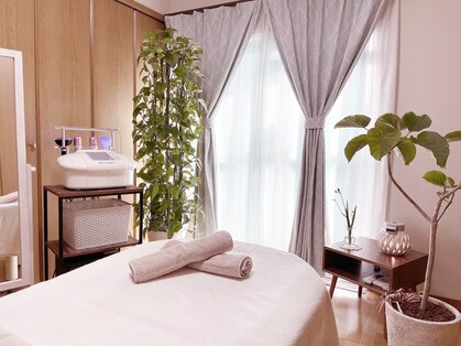 フィカス(FICUS)の写真