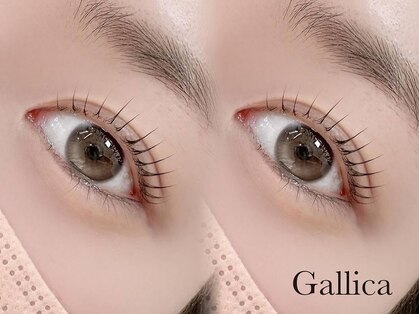 ガリカ 大名(Gallica)の写真