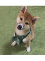 マル(maru。) 愛犬の銀(♂)こんなに小さかったのに今では13kgの巨体です笑