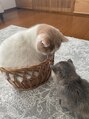 ルクラ(Lecura) 猫も大好き♪家族の猫ちゃん達です。