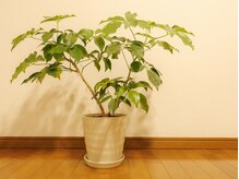 アロムティユル(AromeTilleul)/