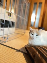 マシュマロハンド/よもぎ蒸し/冷え/むくみ改善