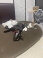 シードリン(Seedling) 猫を3匹飼っています。