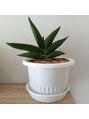 フィールグッド(feelgood) サロンの観葉植物の一つです♪ 来店時にぜひ見てみてください☆