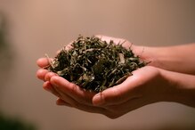 ベルツリー(BELLTREE)