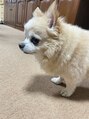 エイジングハルハル 実家で飼っているチワワのプリンです。