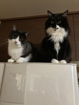 ソワンド ルバンシュ/我が家の猫、琥珀とバロン☆