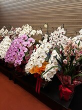 ティアラ(Tiara)/