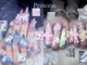 プリンセス(Princess)の写真