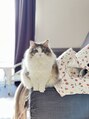 小顔フェイスラボ 那覇店(小顔 Face Labo.)&nbsp;【愛猫】ノルウェージャンフォレストキャット飼ってます！