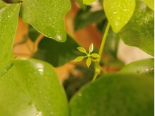 アロムティユル(AromeTilleul)/