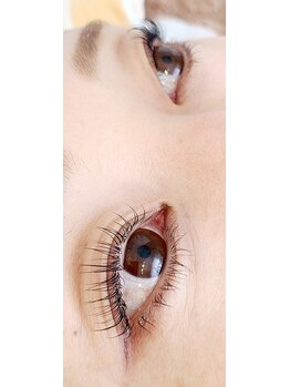 コア(Koa)/根元からしっかり立ち上げ