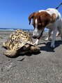 ルポ(REPOS) ヒョウモンリクガメを飼っています♪名前はバクといいます!