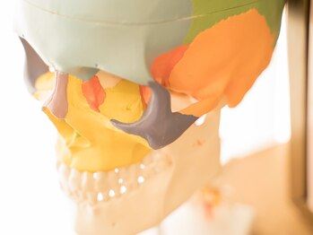 小顔矯正専門シンメトリー 亀戸店/頭蓋骨を使ってしっかりとご説明