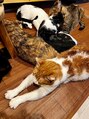 エボ パーソナルトレーニングジム 泉店(E.V.O)&nbsp;とある猫カフェにて