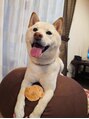 アマナ(Amana) 最近の愛犬はく(雄)元旦生まれ4歳です
