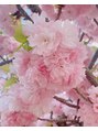 小顔整体研究所 KSラボ 神戸三宮店 お花を見に行く事が好き。今年は造幣局に桜を見に行きました。
