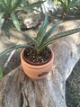 ルポ(REPOS) 観葉植物が好きです!自宅には10種類以上の観葉植物がいます♪
