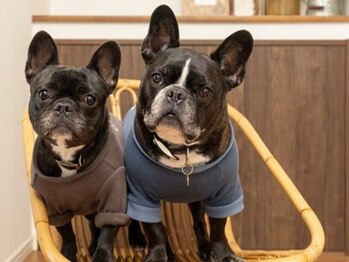 カイロプラクティック結/看板犬とお待ちしております。