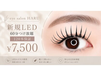 ハル(HARU)の写真