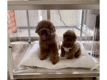 イエル 恵比寿店(Ie-ru)の雰囲気（愛犬も水素吸入！ワンちゃん猫ちゃんも大歓迎です。）